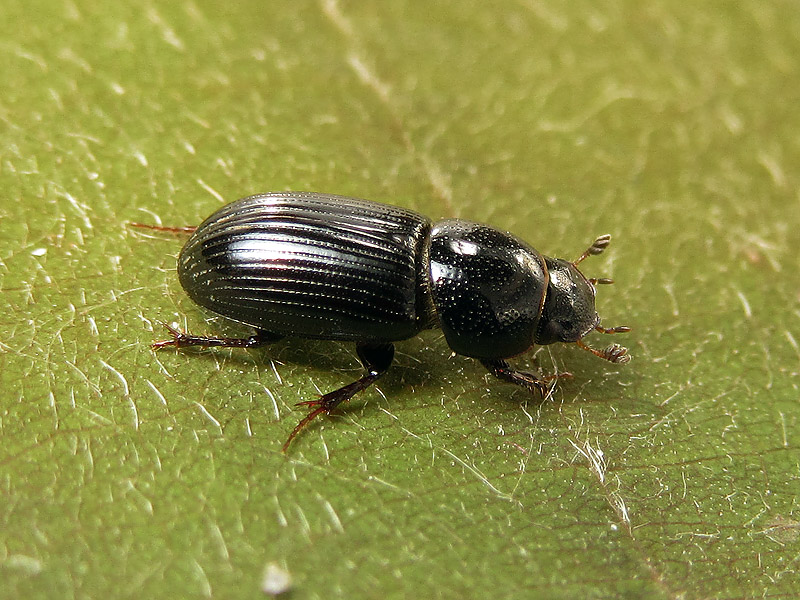 Liothorax niger ? No, Nialus varians (Aphodiidae)